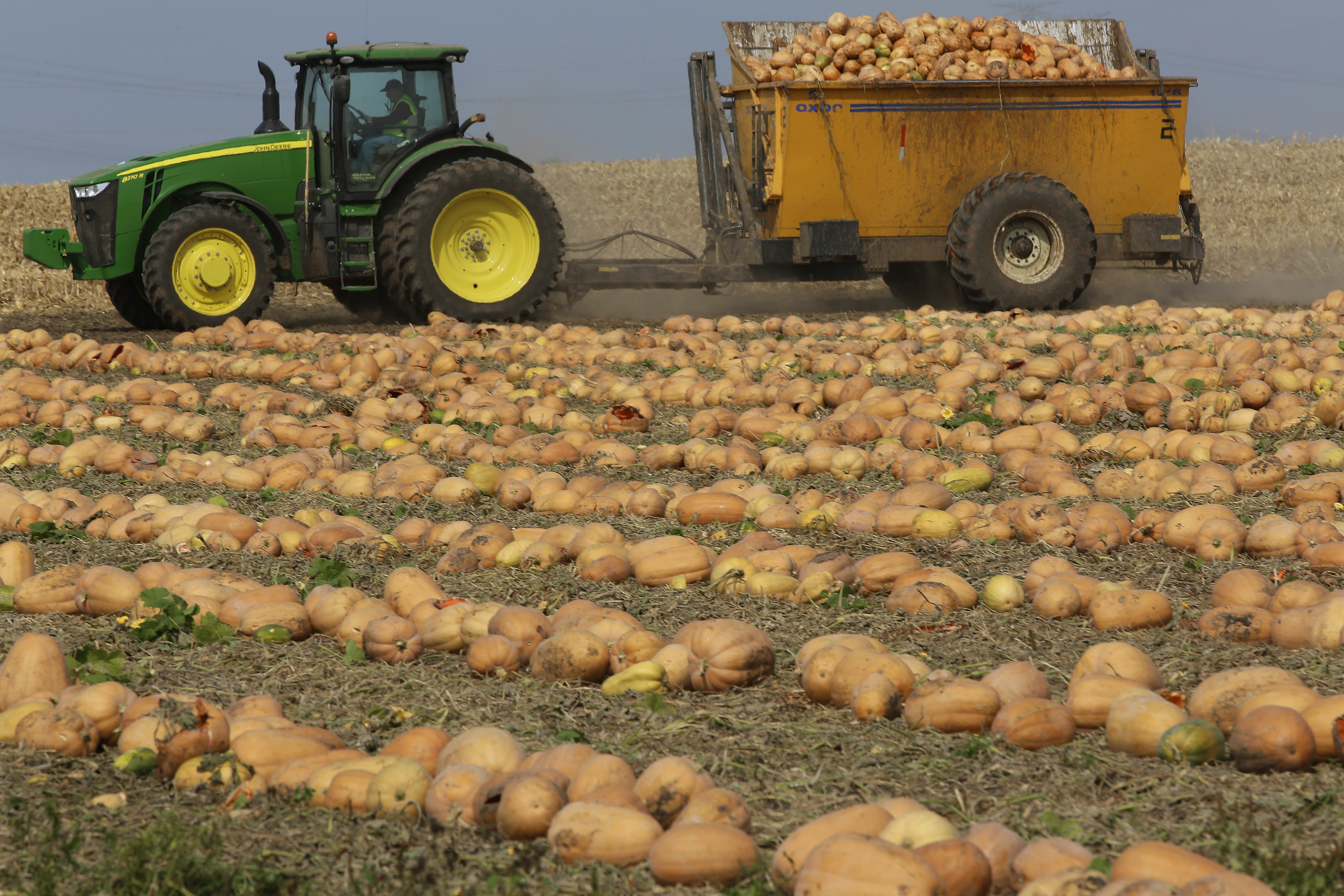 One town has its hand in 1000s of pumpkin pies