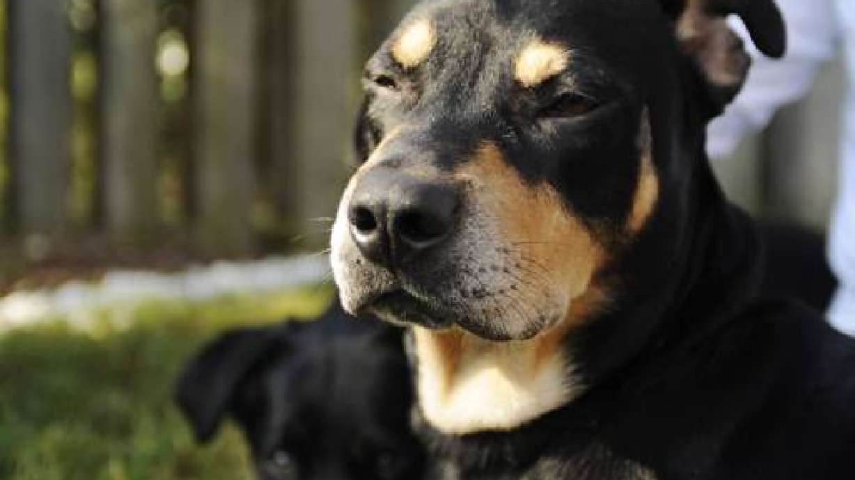 Perro llamado "Lázaro" sobrevive a inyección letal dada para su eutanasia