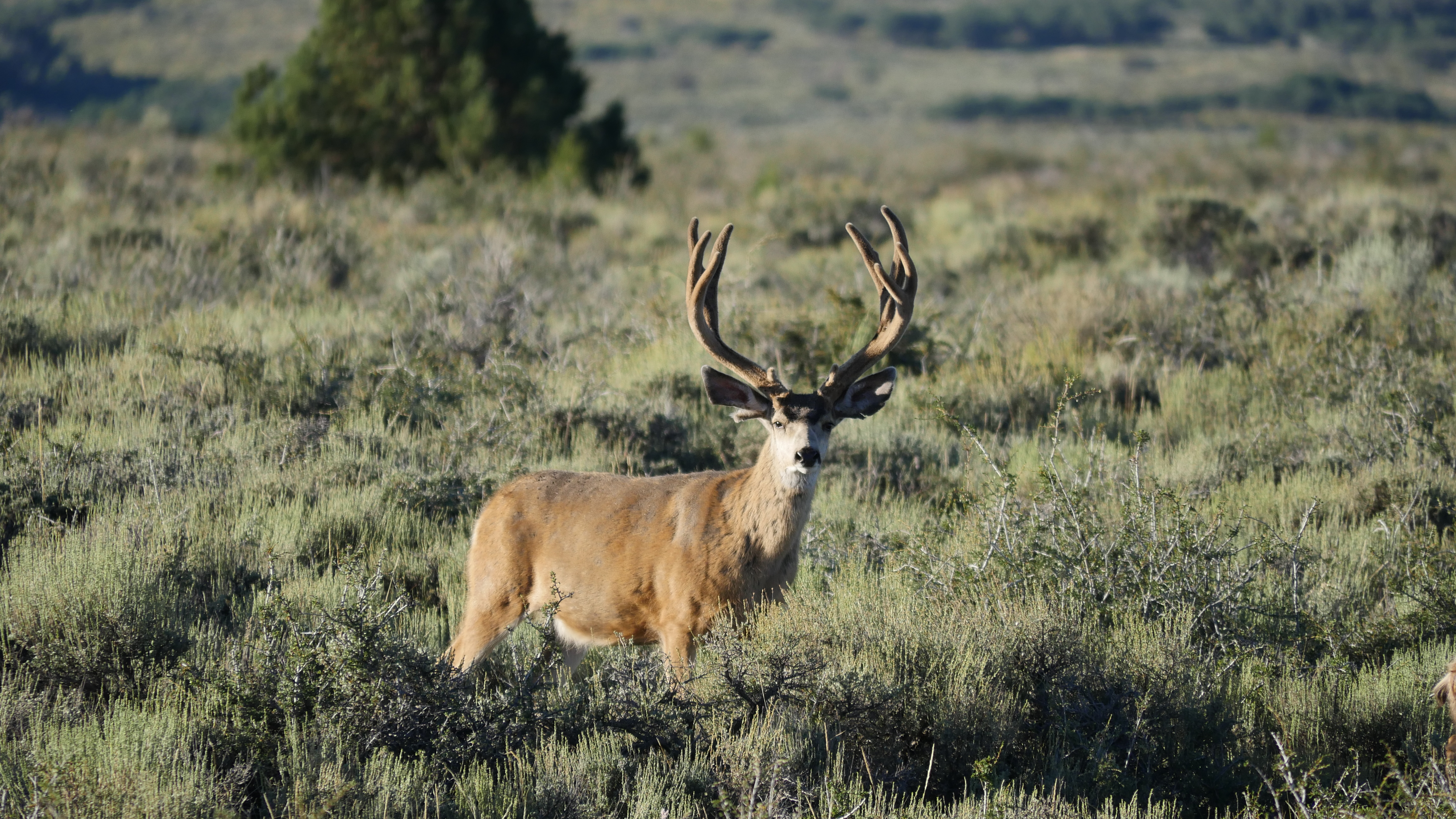 7 tips to increase success, safety for hunters this fall