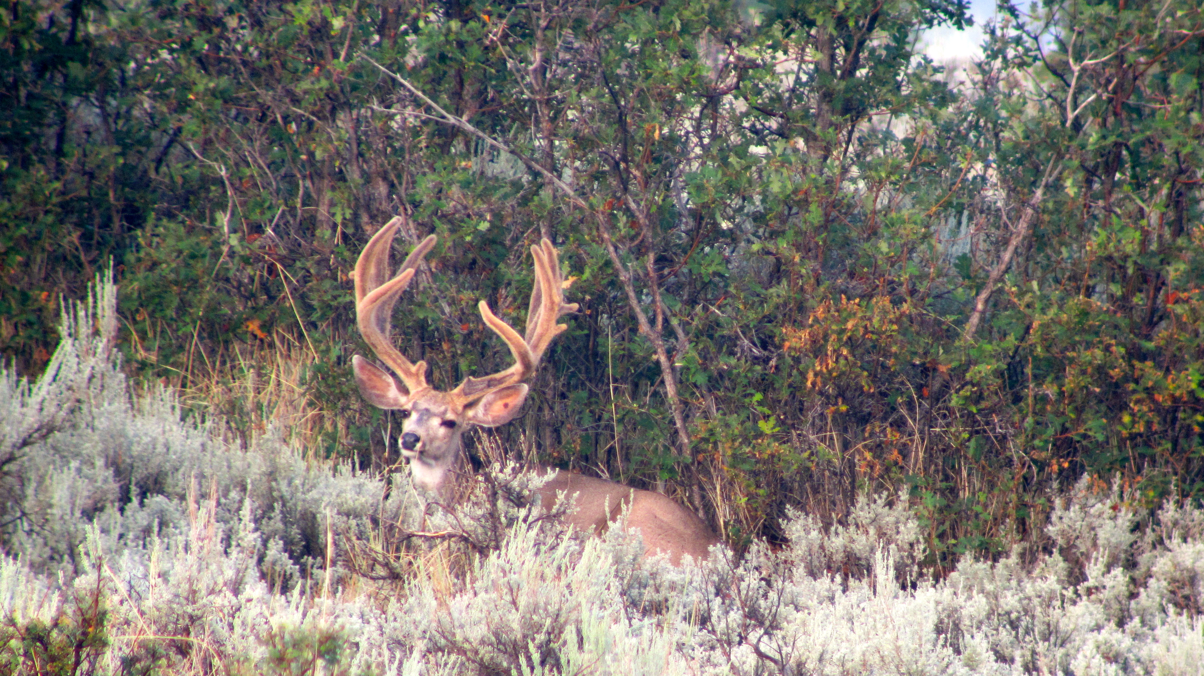 7 tips to increase success, safety for hunters this fall