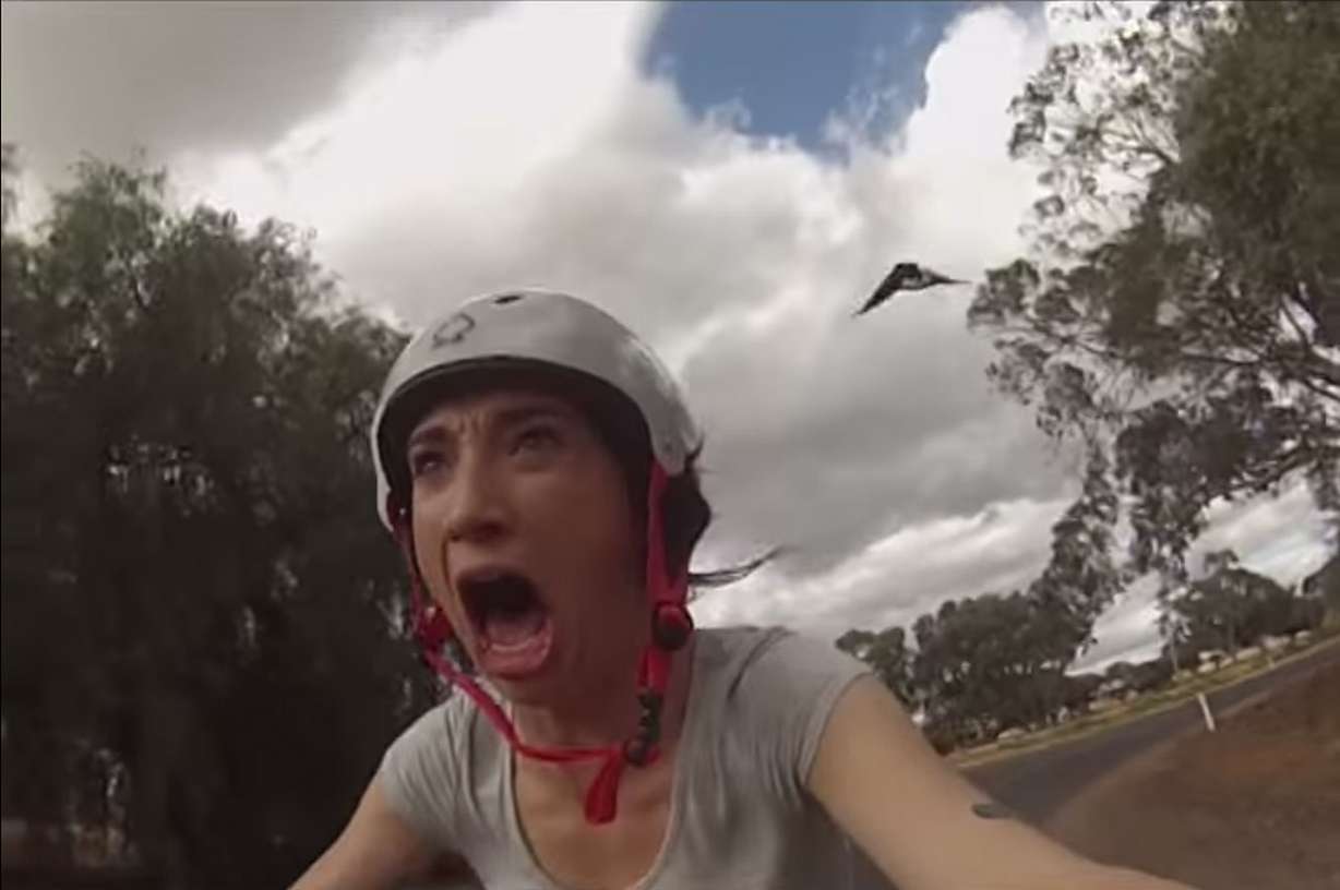 Have You Seen This? Magpie deterrent gone wrong is hysterical