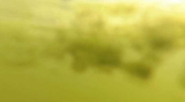 Area of Utah Lake where dog died tests positive for harmful toxin