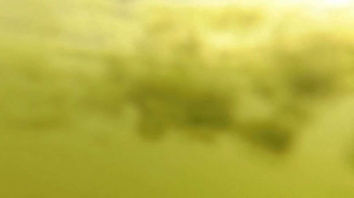 Area of Utah Lake where dog died tests positive for harmful toxin