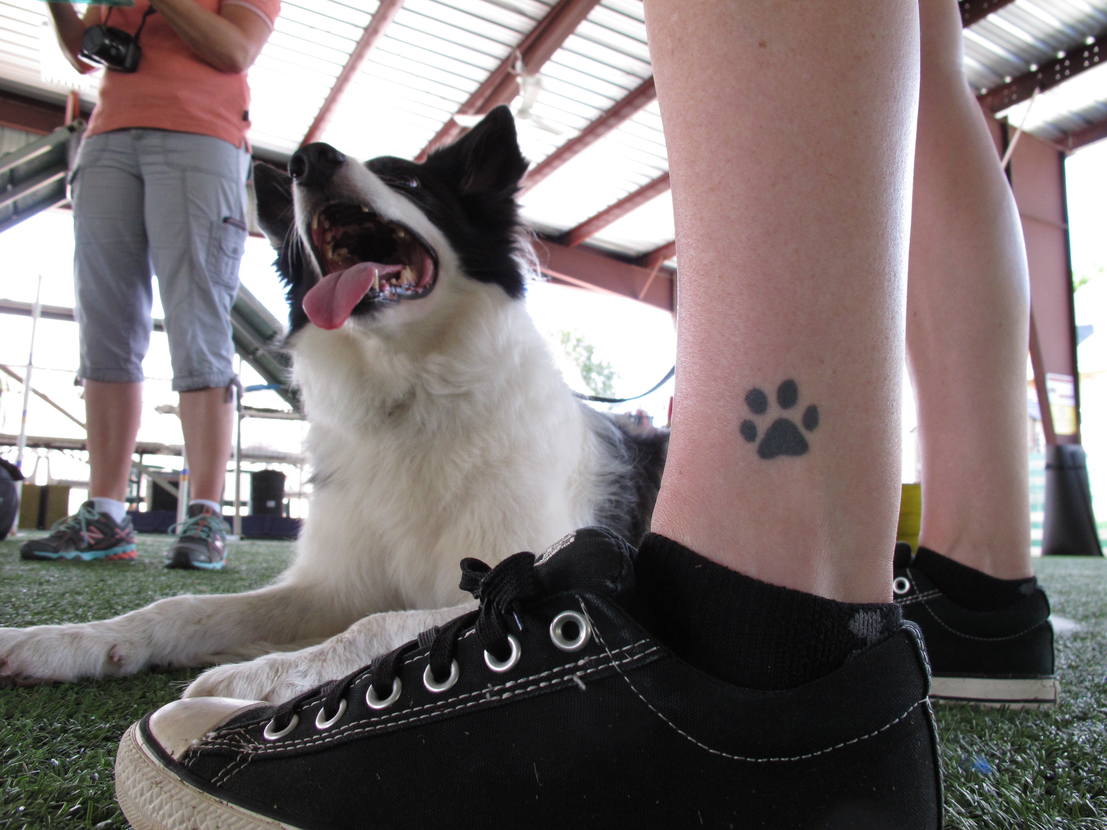 Fans of German dog sport ask, 'Who needs sheep?'