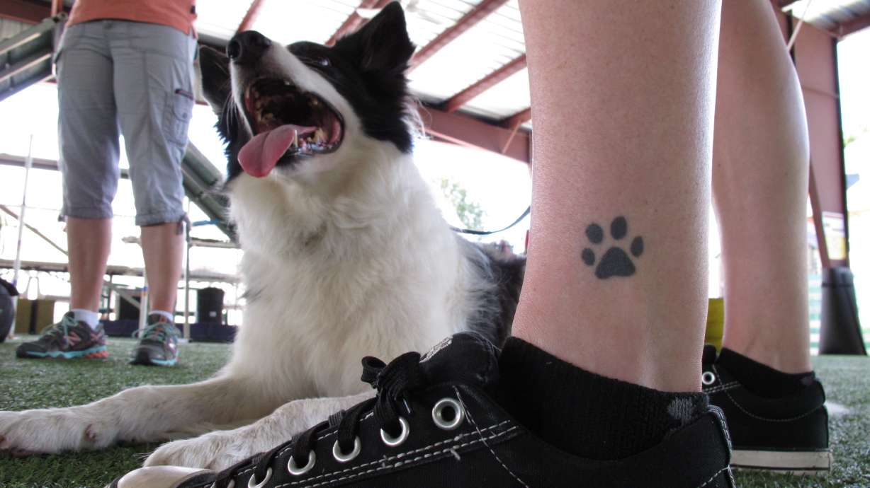 Fans of German dog sport ask, 'Who needs sheep?'