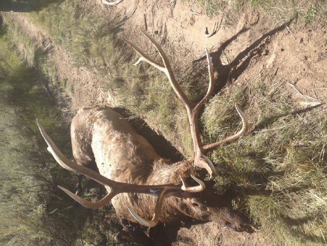 Trophy elk, cow moose poached in 4 separate cases
