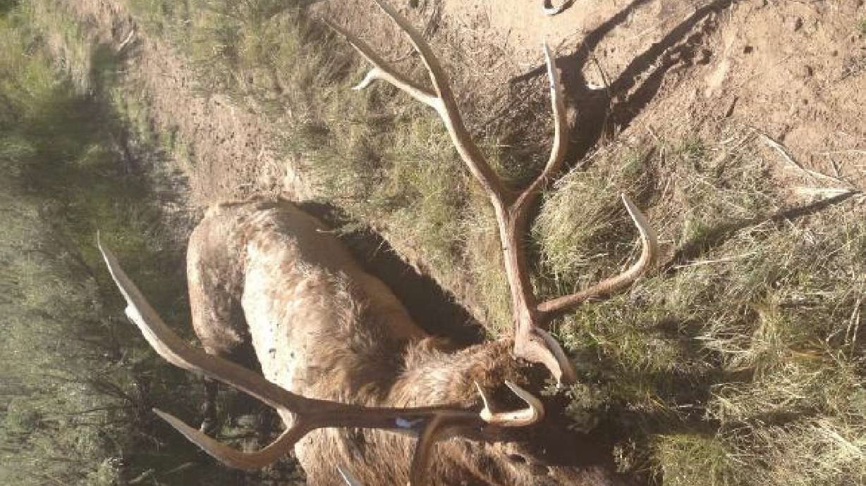 Trophy elk, cow moose poached in 4 separate cases