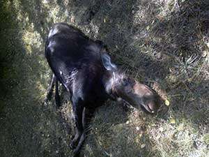 Trophy elk, cow moose poached in 4 separate cases