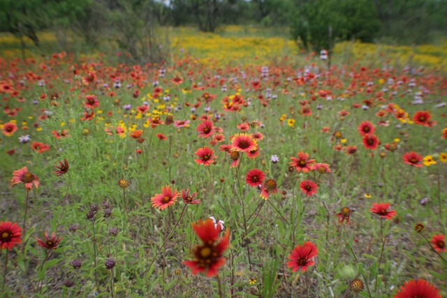 Wildflowers in the Texas Hill Country.