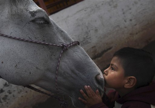 Caballos de charrerías, parte de la hermosa cultura mexicana