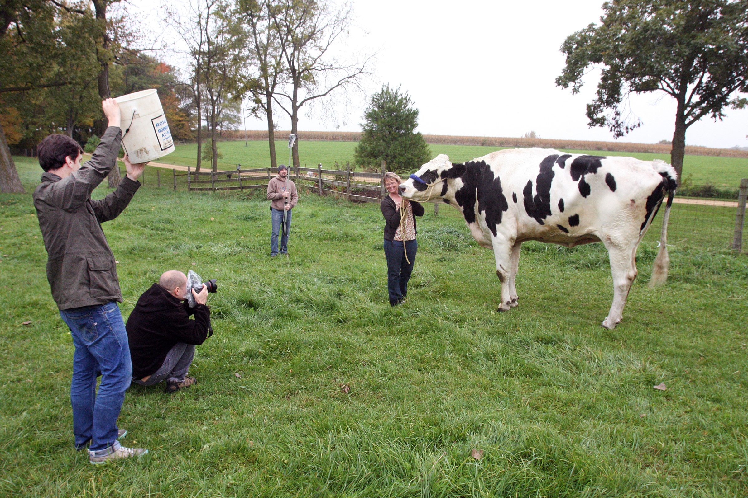 Illinois pet dubbed world's tallest cow