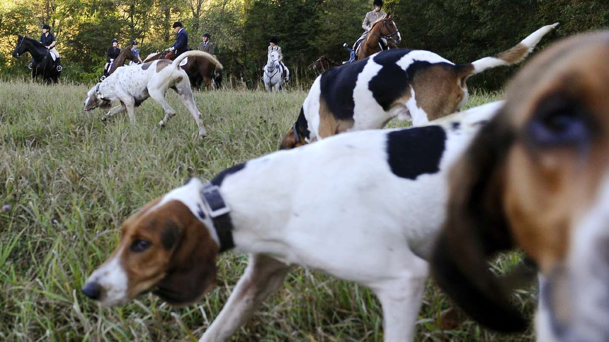 With foxes scarce, hunting clubs target coyotes