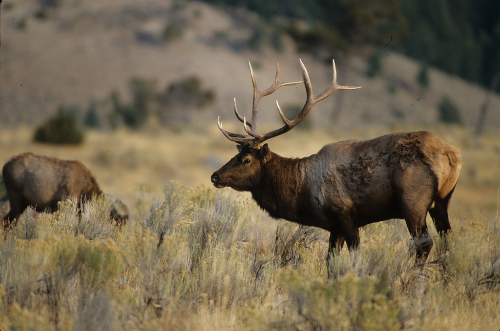 5-point bull elk left to waste, DWR asks for help