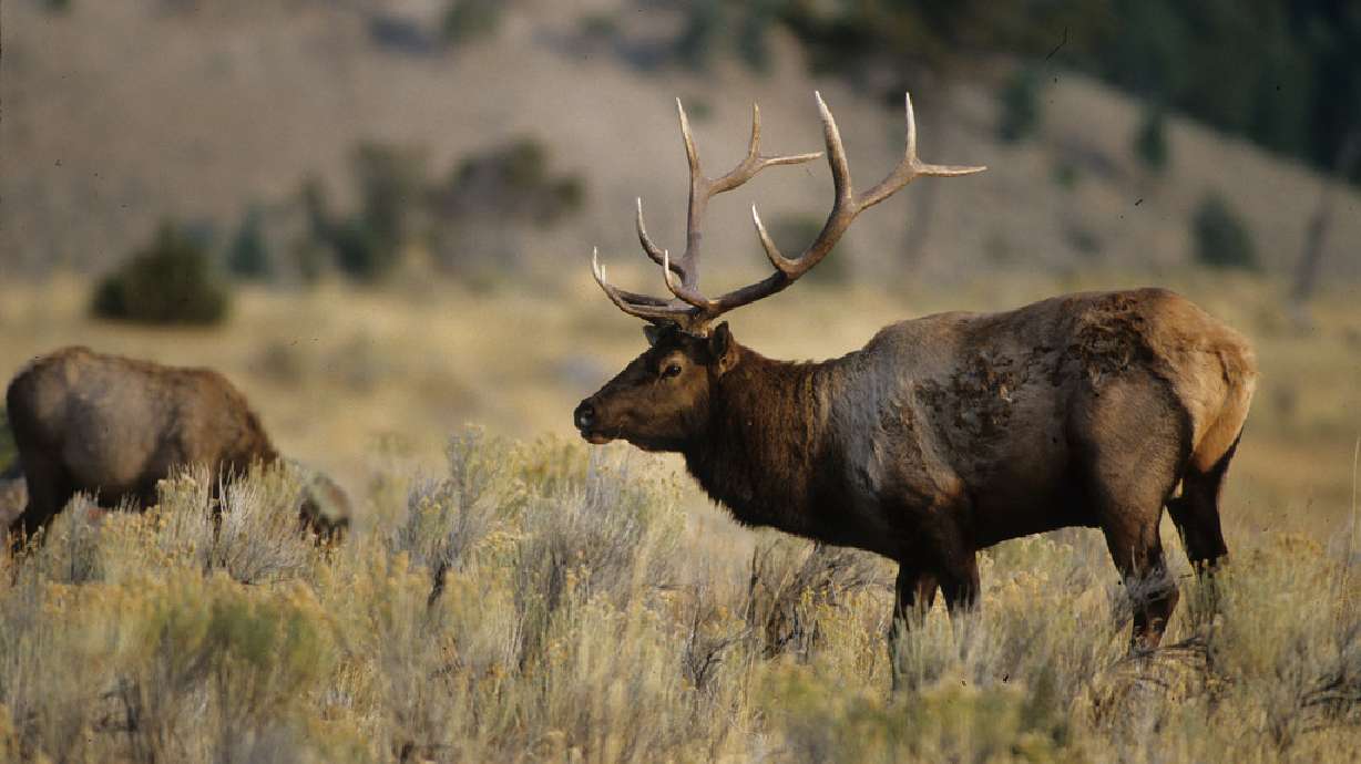 5-point bull elk left to waste, DWR asks for help