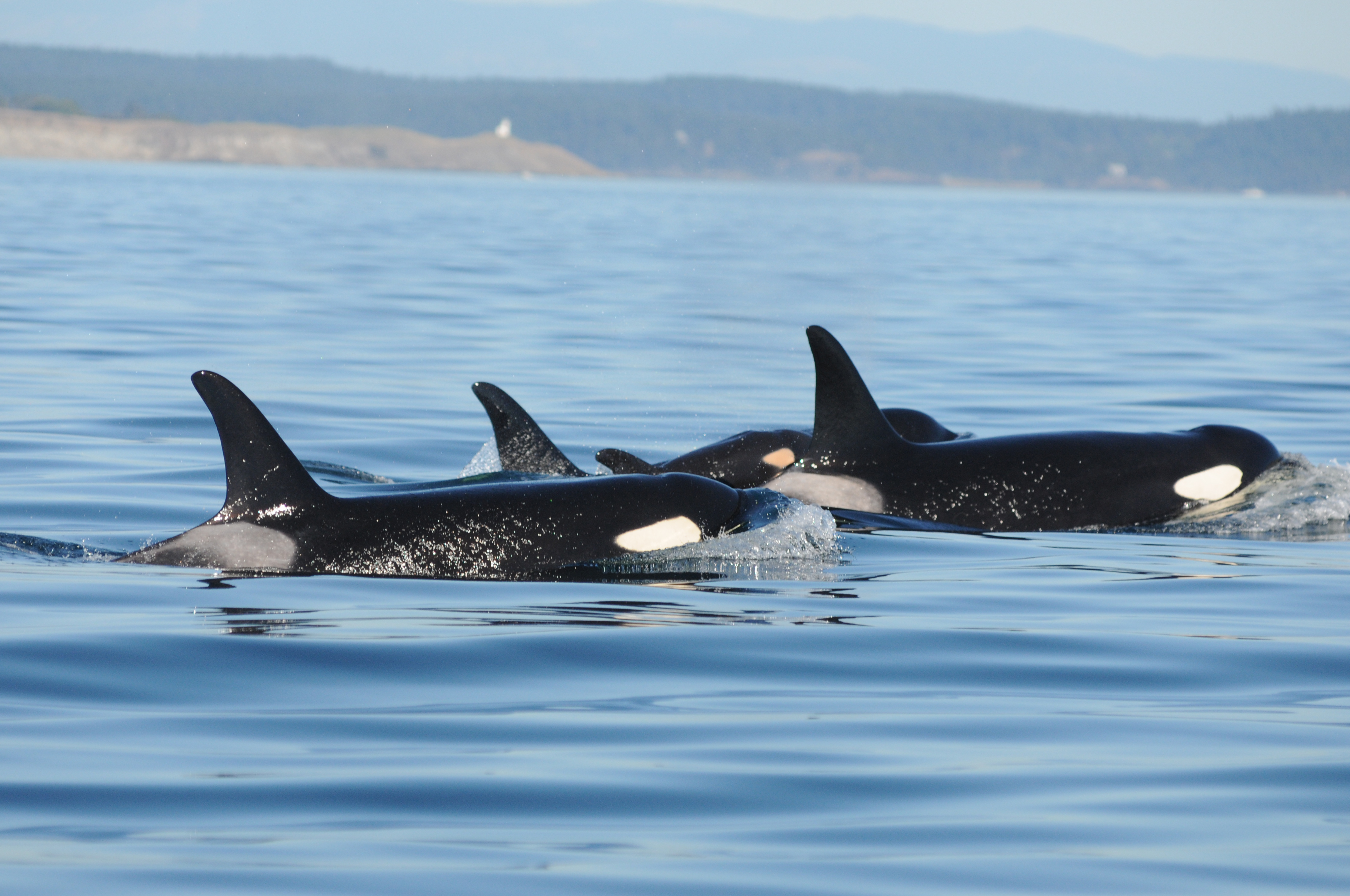Newborn Puget Sound killer whale presumed dead