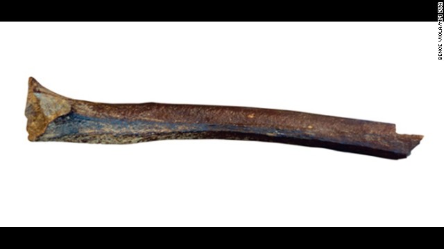 45,000-year-old leg bone offers clues to Stone Age mating
