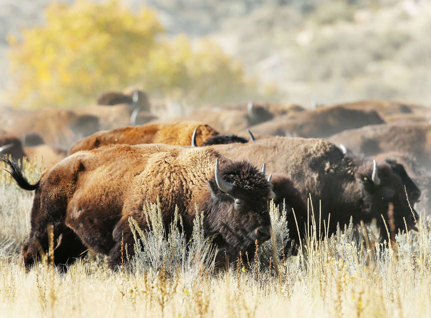Photos: 28th annual bison roundup