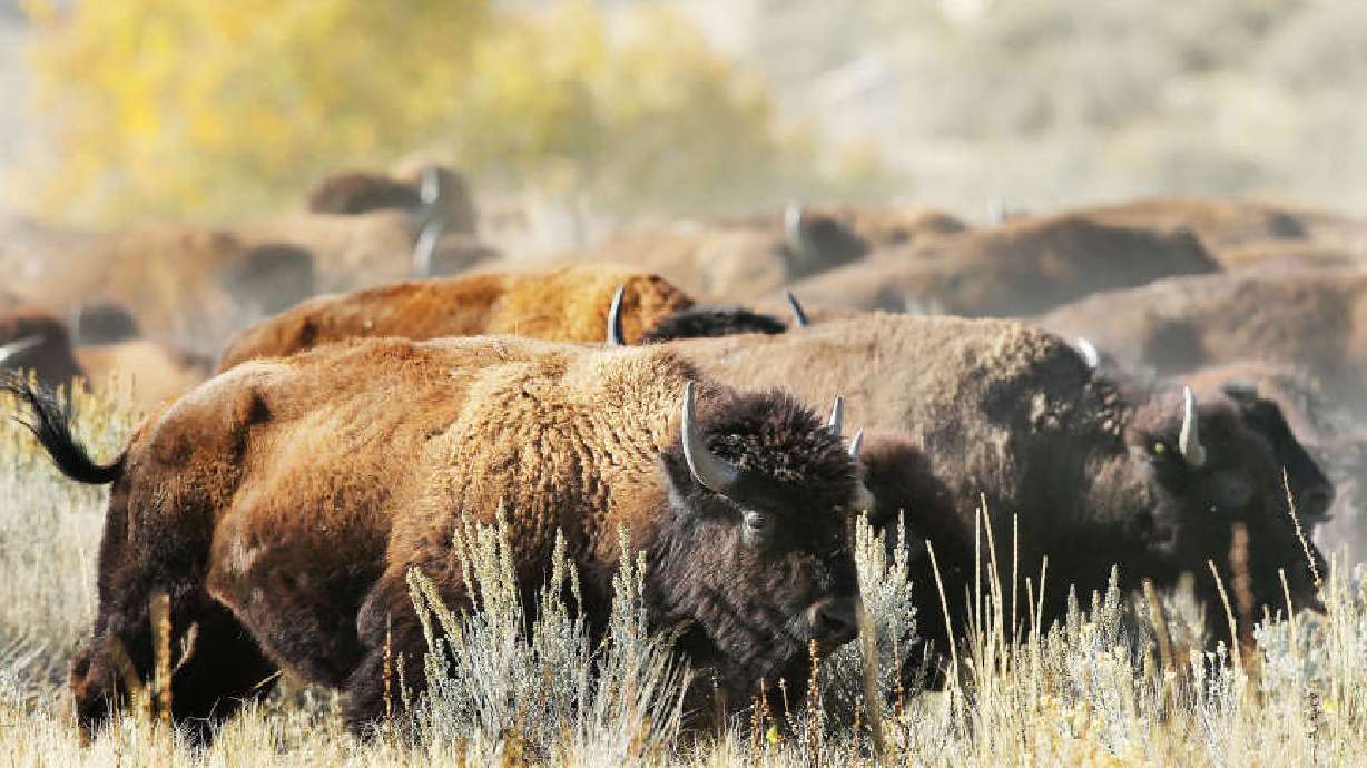 Photos: 28th annual bison roundup