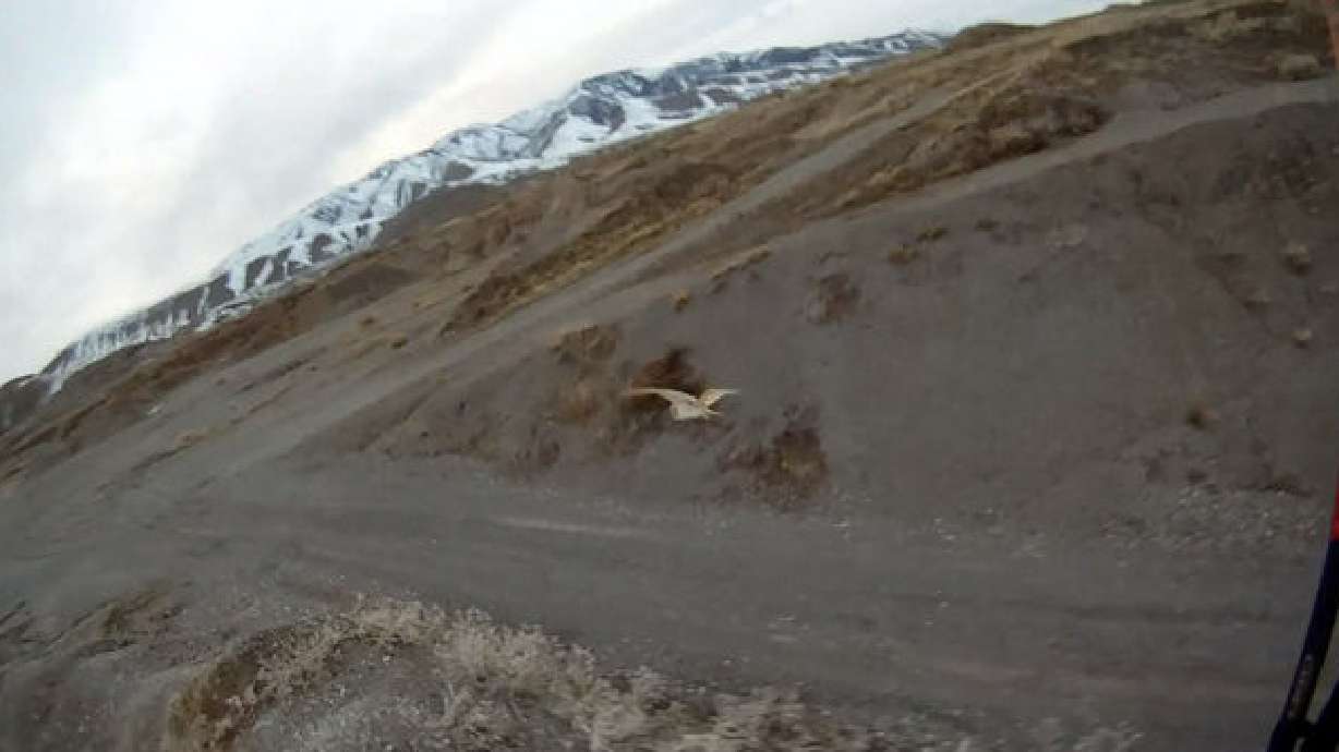 Dell Schanze facing federal charges in alleged owl-kicking incident