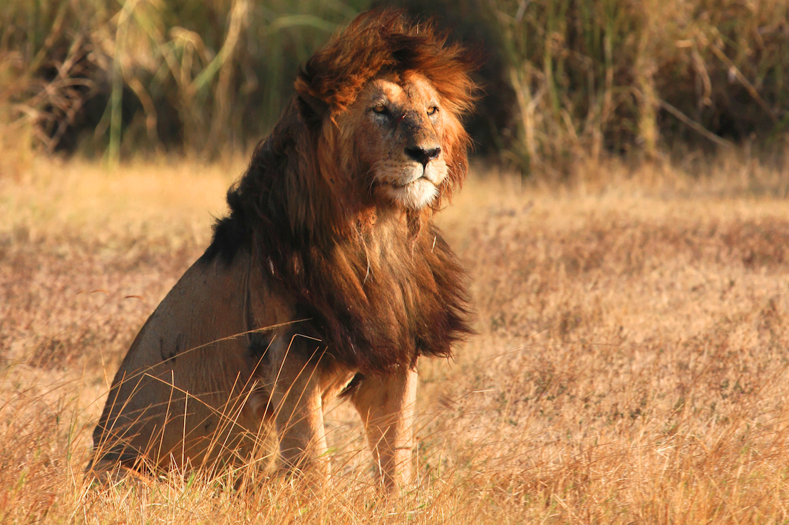 African lion may soon be protected by U.S. Endangered Species Act