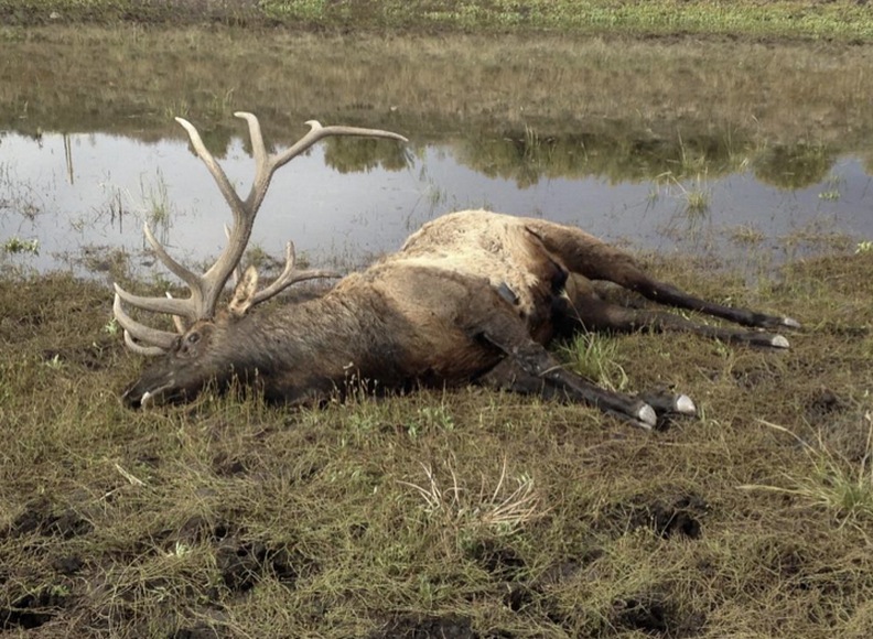 Trophy bull elk poached near Antimony