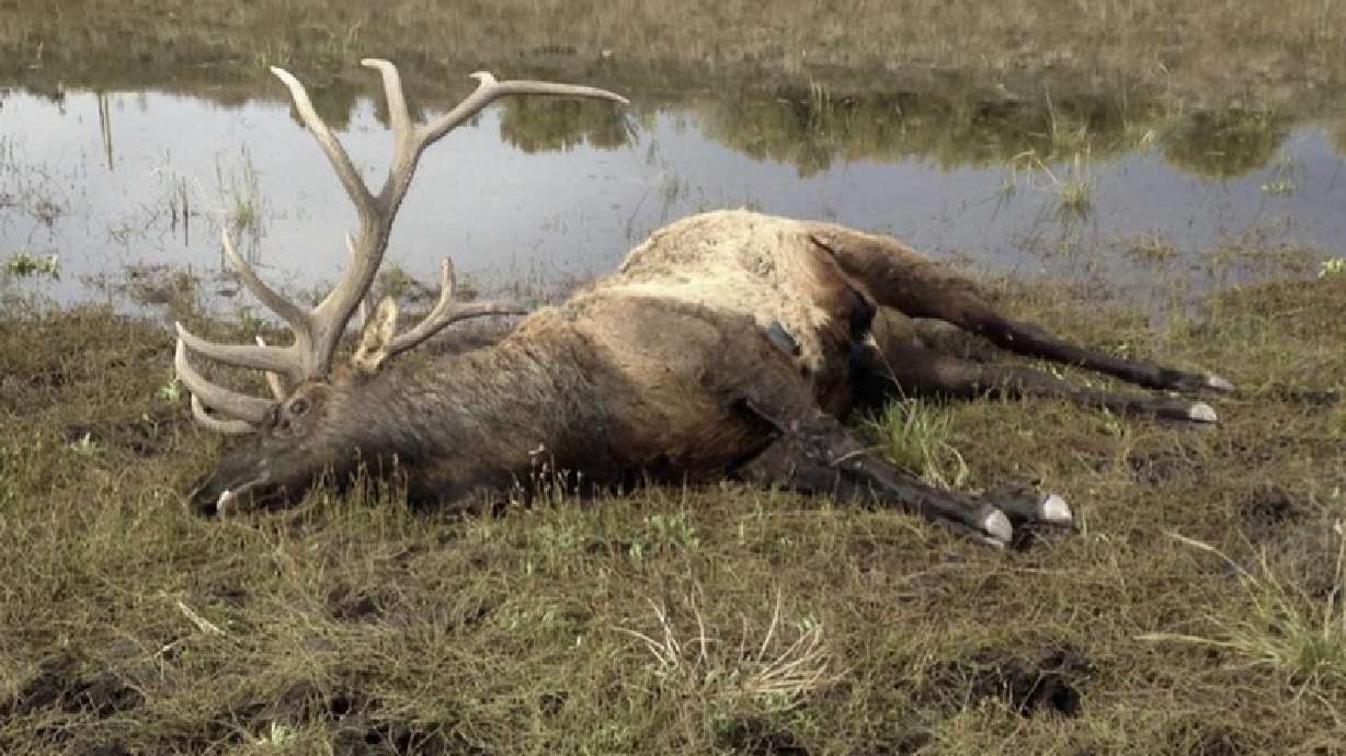 Trophy bull elk poached near Antimony