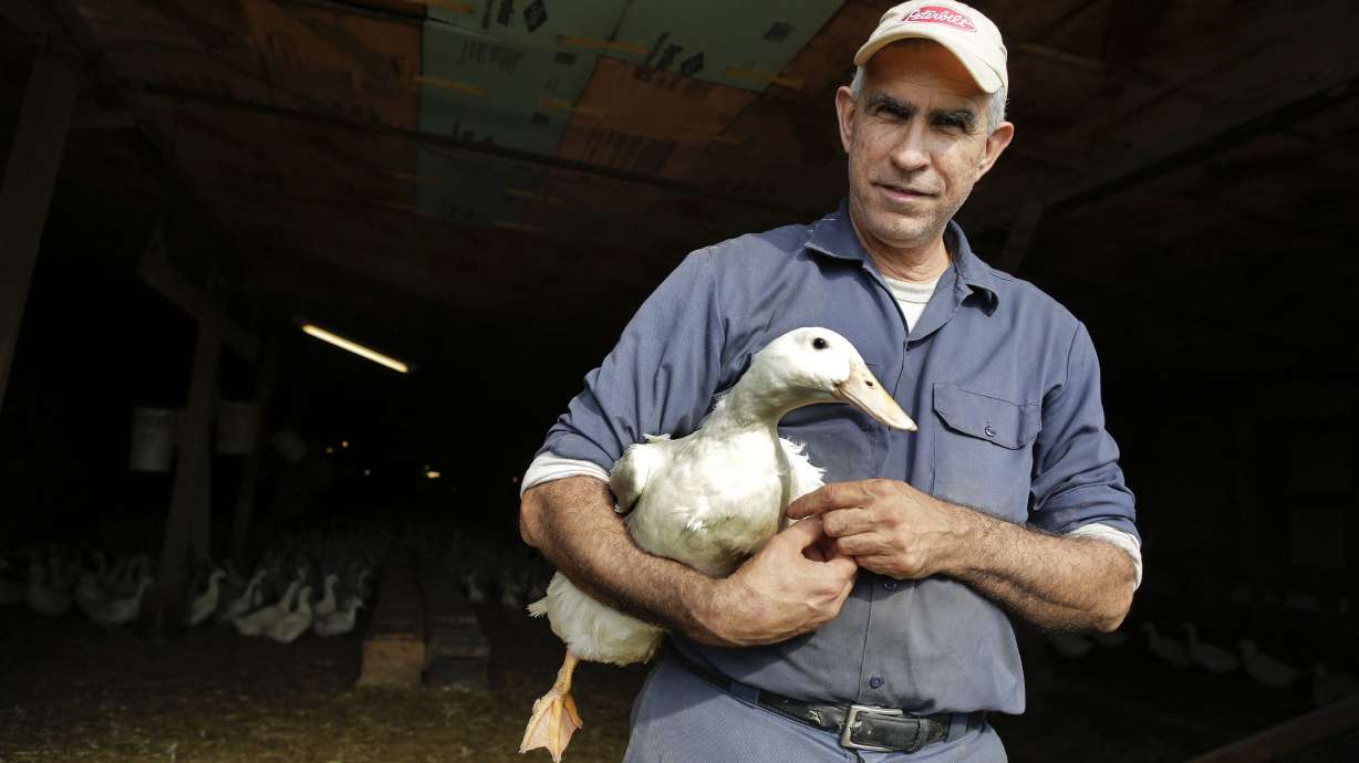 Duck farming fading away on New York's Long Island