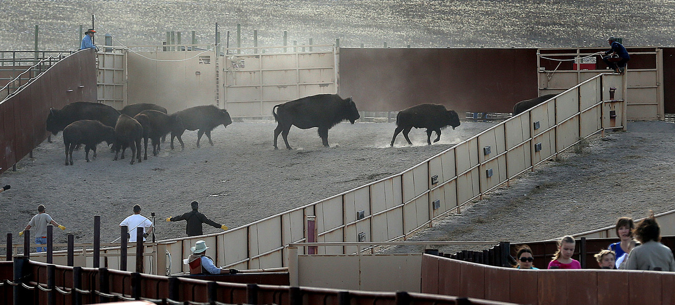 Visitors watch buffalo go through the annual inoculation process at Antelope Island State Park on Saturday, Nov.1, 2014. About 700-800 bison were gathered last week during the annual bison roundup. The animals' tags are checked, they get any necessary shots, and the females get a pregnancy test. (Photo: Laura Seitz, Deseret News)