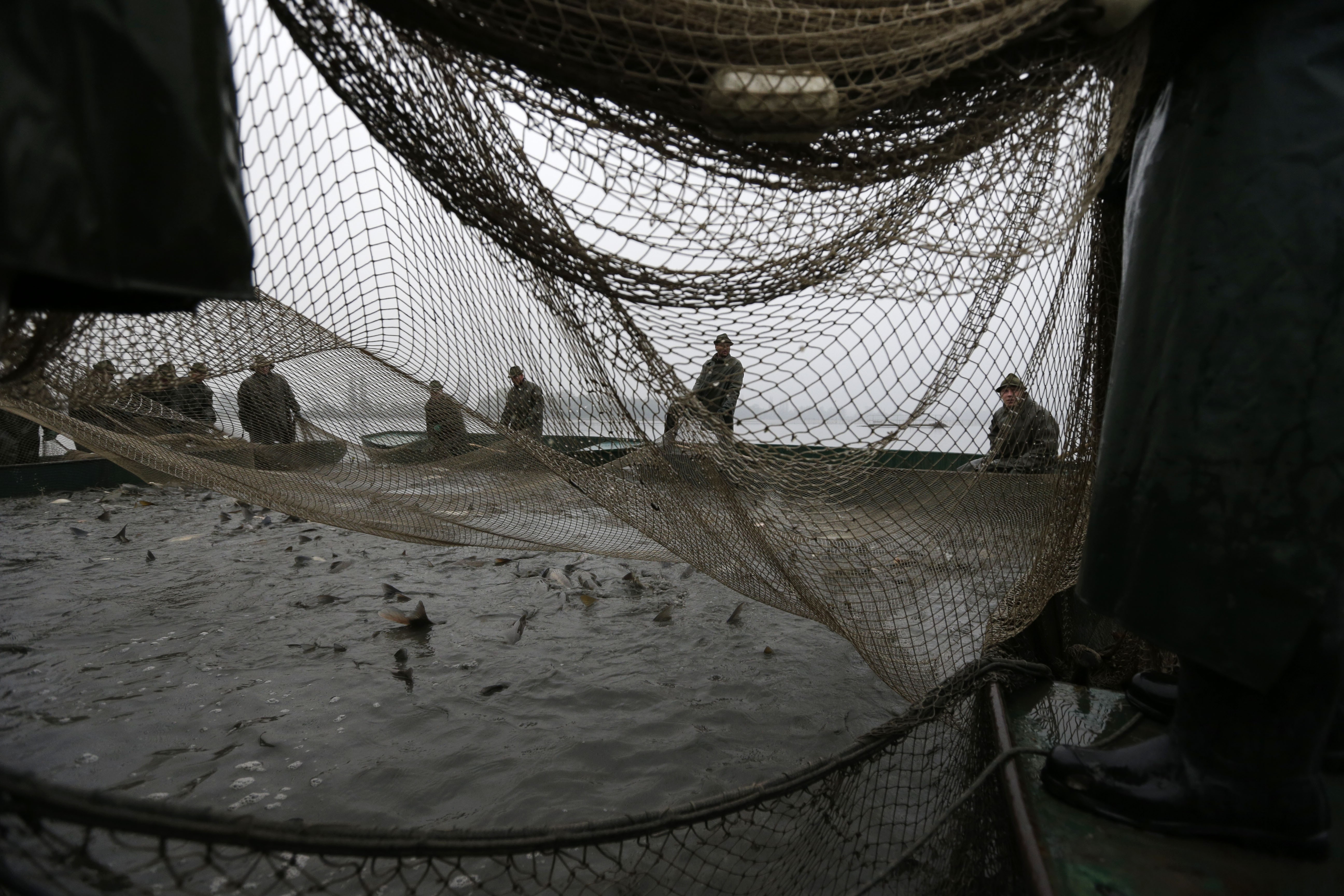 AP PHOTOS: Catching carp means Christmas is coming