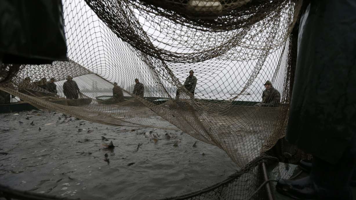 AP PHOTOS: Catching carp means Christmas is coming