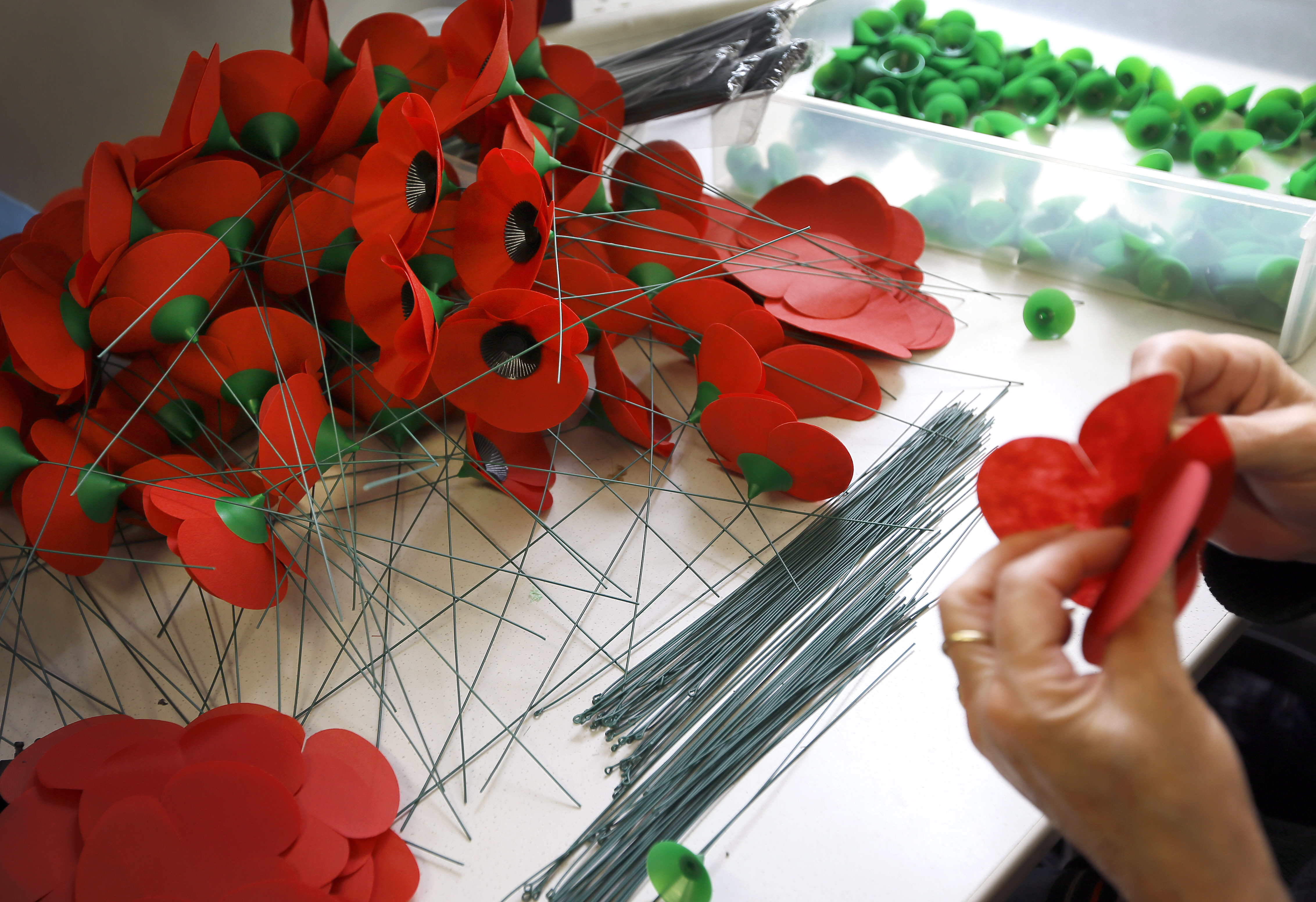 100 years after WWI, poppy lives on as symbol