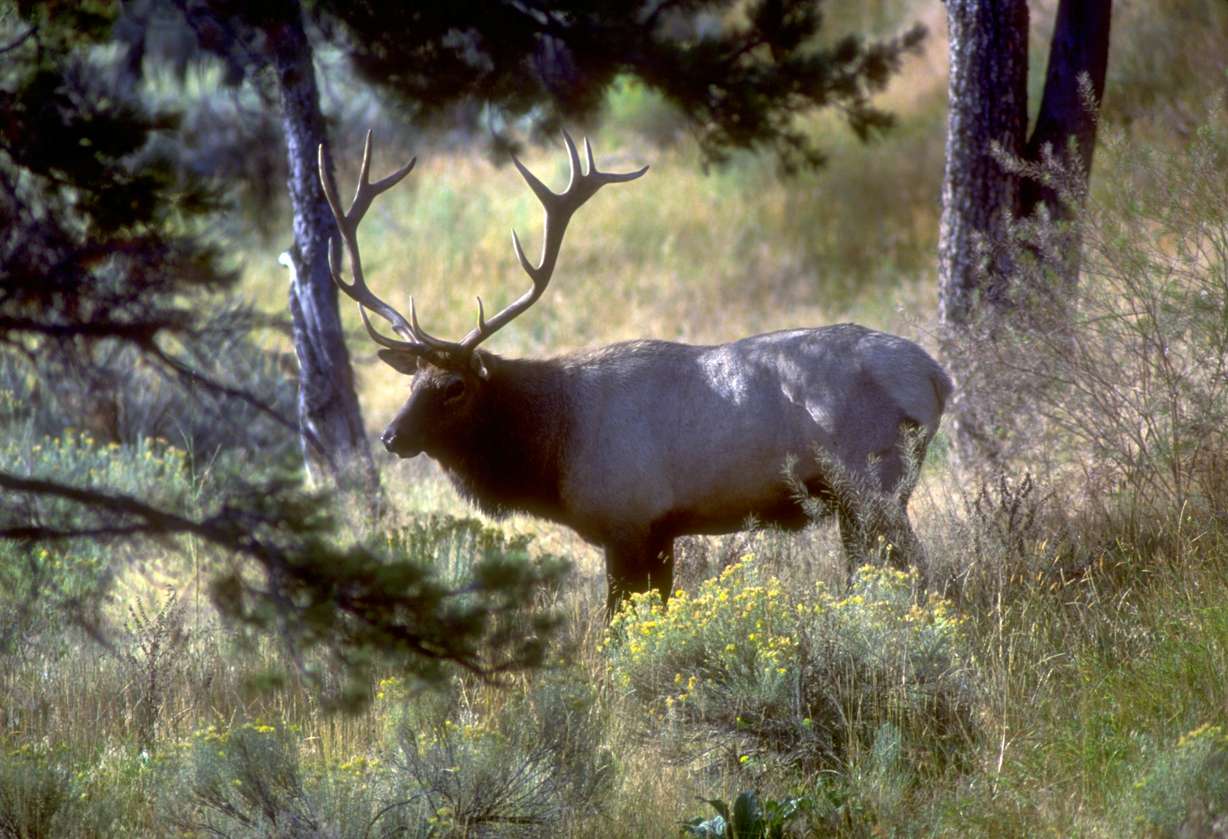 An undated photo of a bull elk in Utah's wild.