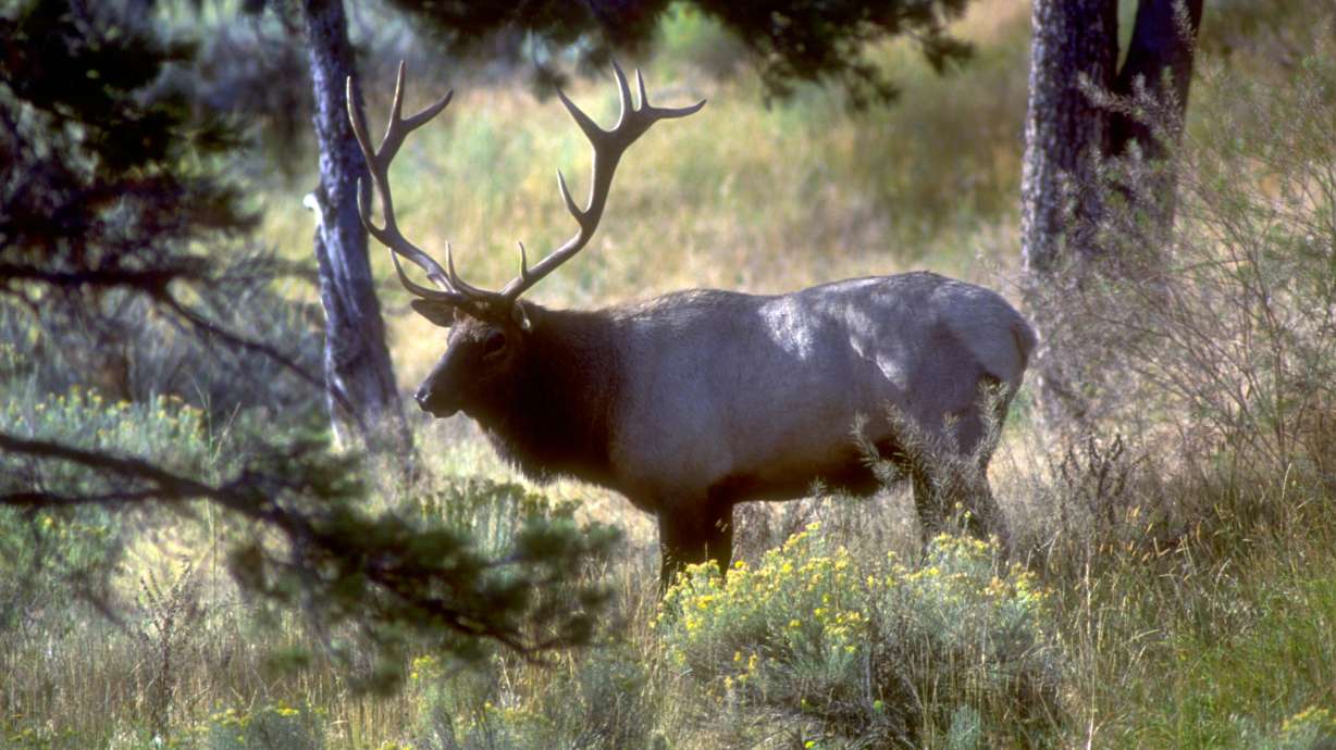 Video shows dramatic rescue of bull elk with tangled antlers