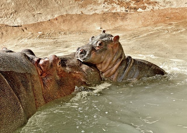 Mama hippo was expecting, but L.A. Zoo staff wasn't