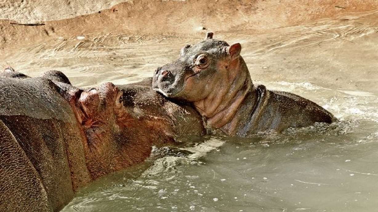 Mama hippo was expecting, but L.A. Zoo staff wasn't