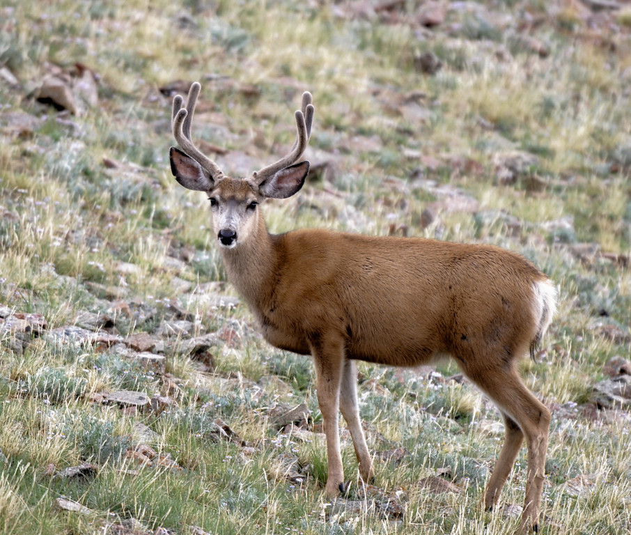 Utah argues in favor of Northwestern Band of Shoshone hunting, fishing rights lawsuit in Idaho