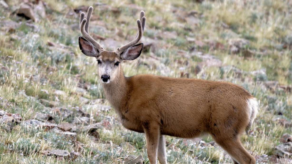 Utah filed an amicus brief in a court of appeals, stating the state has "substantial interest" in the outcome of a lawsuit involving the Northwestern Band of Shoshone's hunting and fishing rights in Idaho, because many of the tribe's members live in Utah and assert hunting and fishing rights under the same treaty.