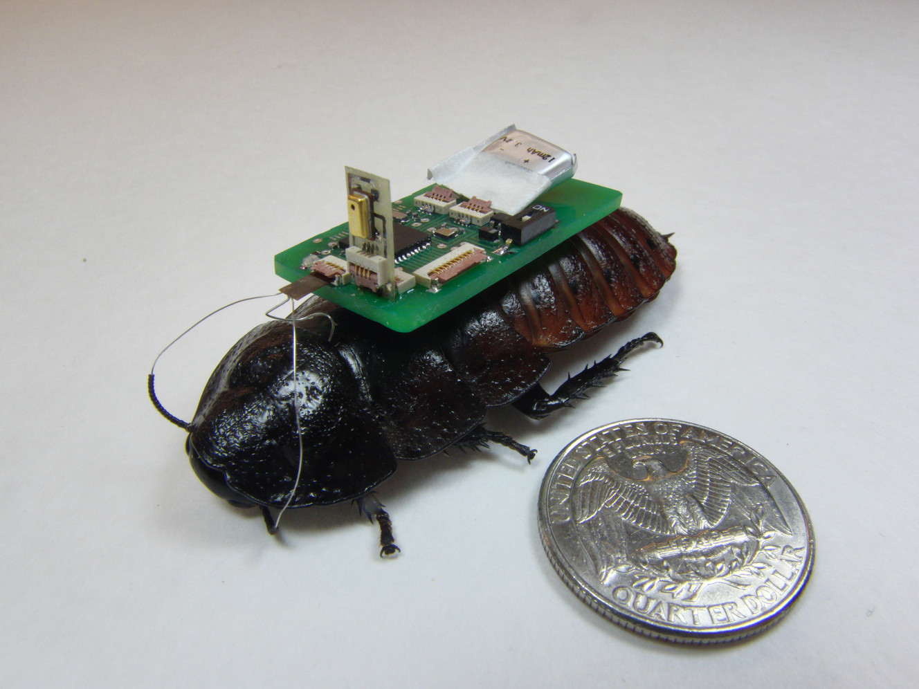 Roaches, leeches and other real-life cyborgs