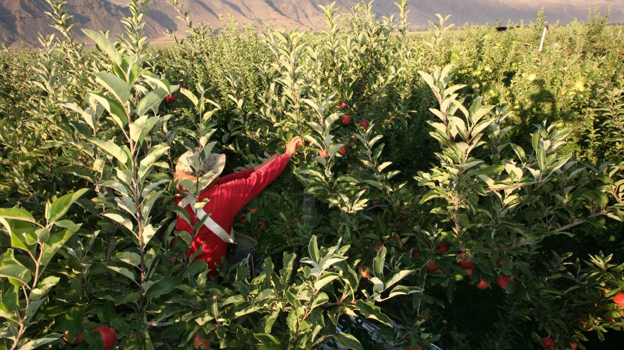 Port problems endanger apple exports