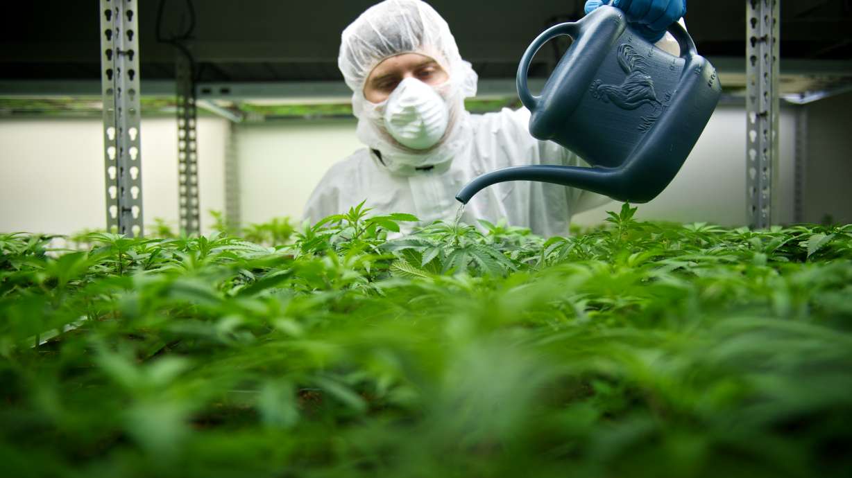Cannabis plants are cared for in a greenhouse on Nov. 13, 2014. On Wednesday, the Utah Department of Health announced a program to expand access to qualifying patients by approving thousands of Utah doctors to prescribe medical cannabis.