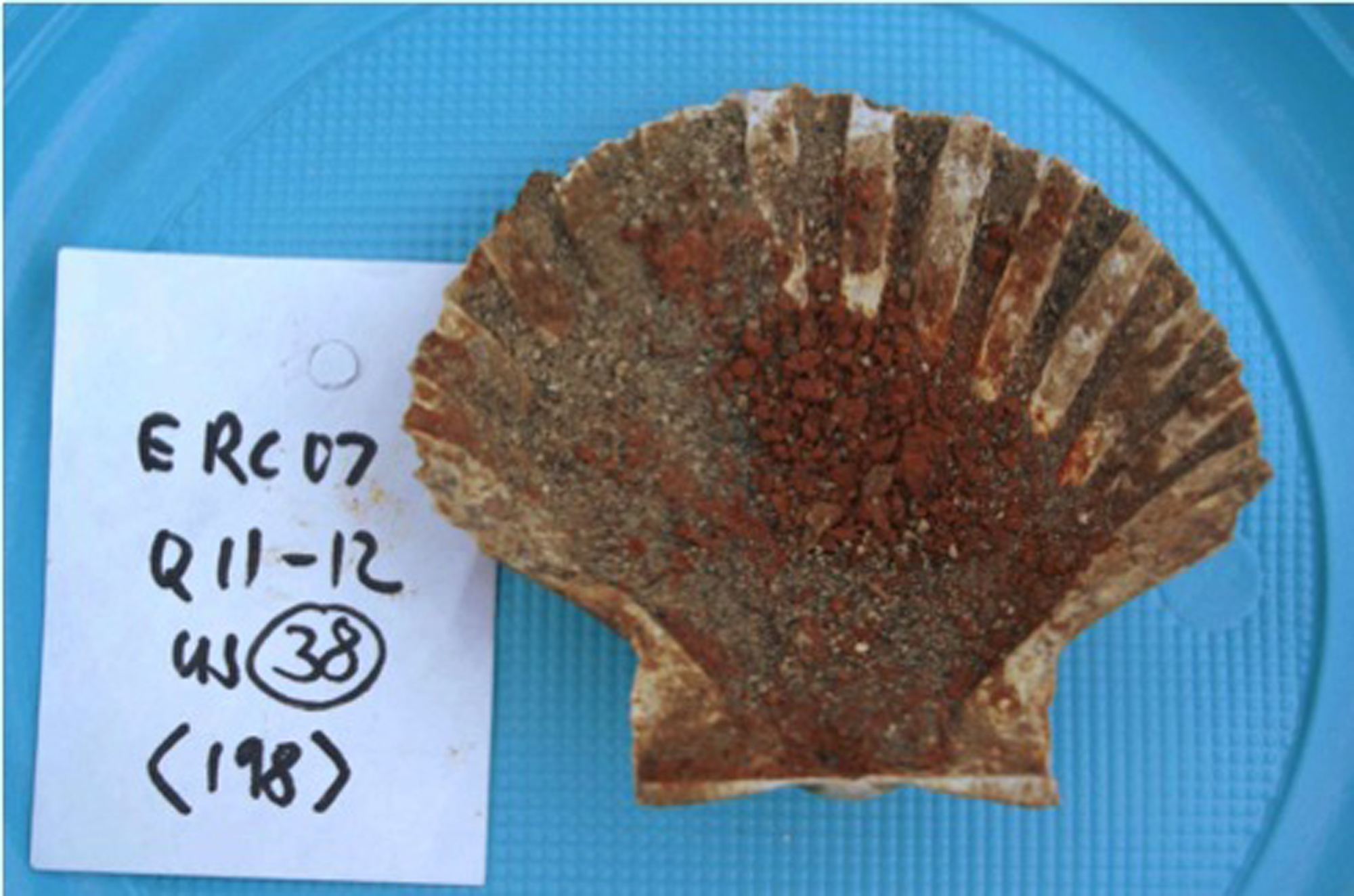 Latrines, sewers show varied ancient Roman diet