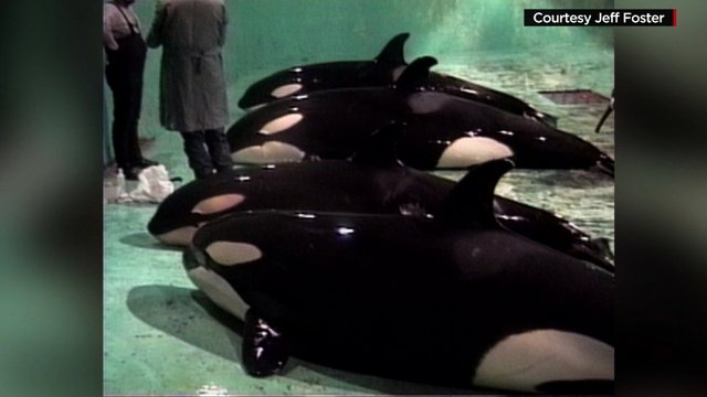 One man's efforts to rescue killer whales helps shift tide in orcas' favor