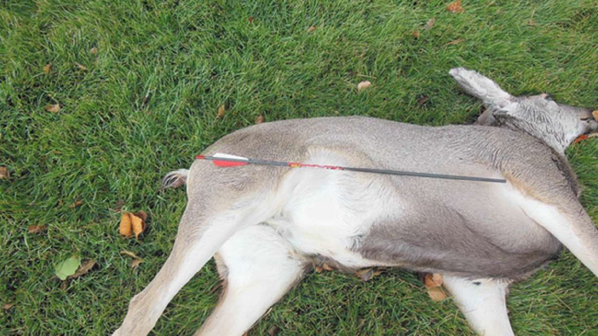 4 deer killed with arrows, left to waste in Herriman