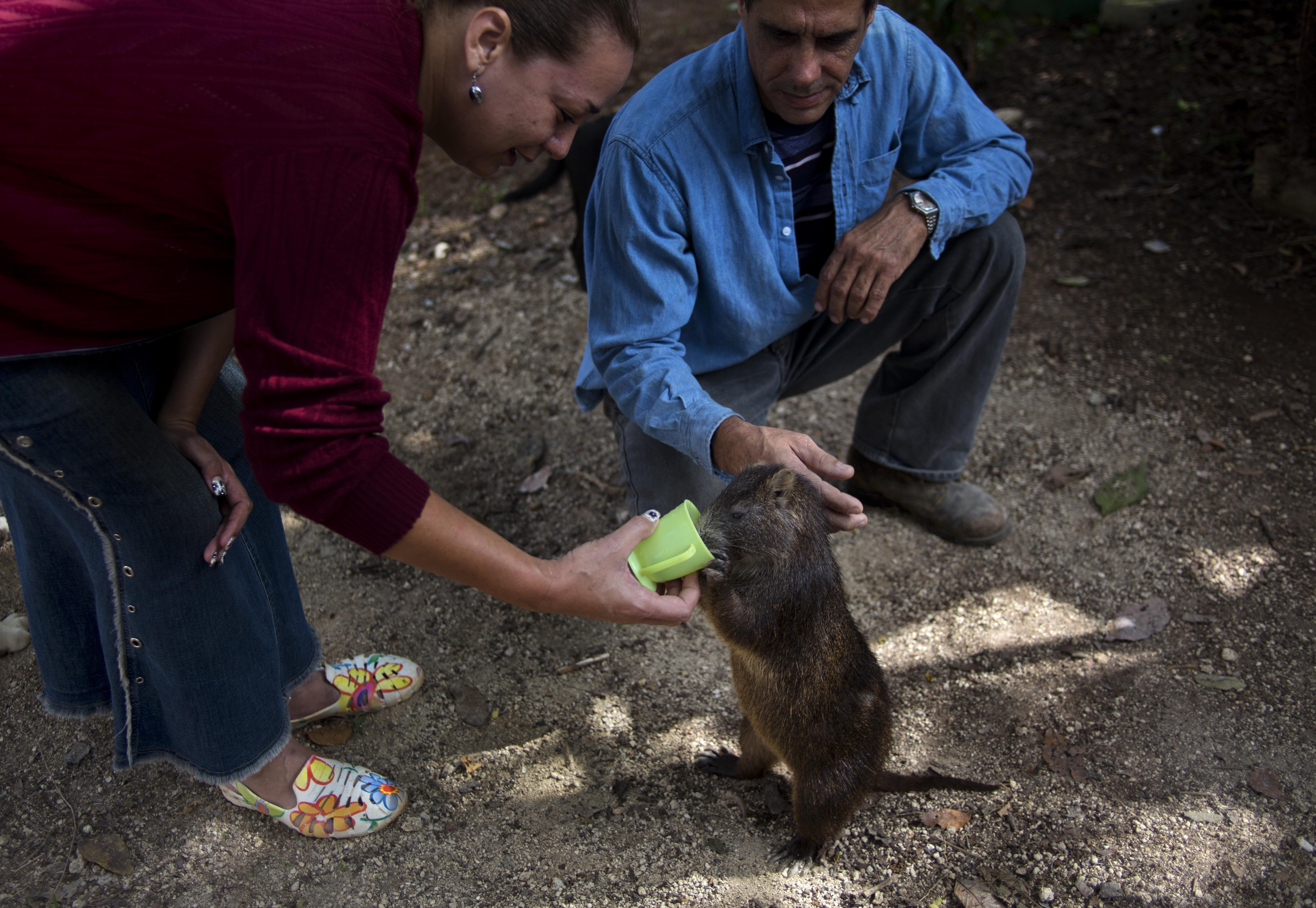 Cuban couple keeps rodents called hutias as pets