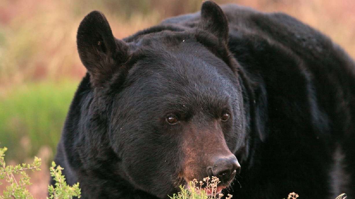 A black bear is pictured in this undated photo. Ken Mauldin of Steamboat Springs, Colorado, grabbed a gun and fatally shot a bear after it entered his home Saturday.