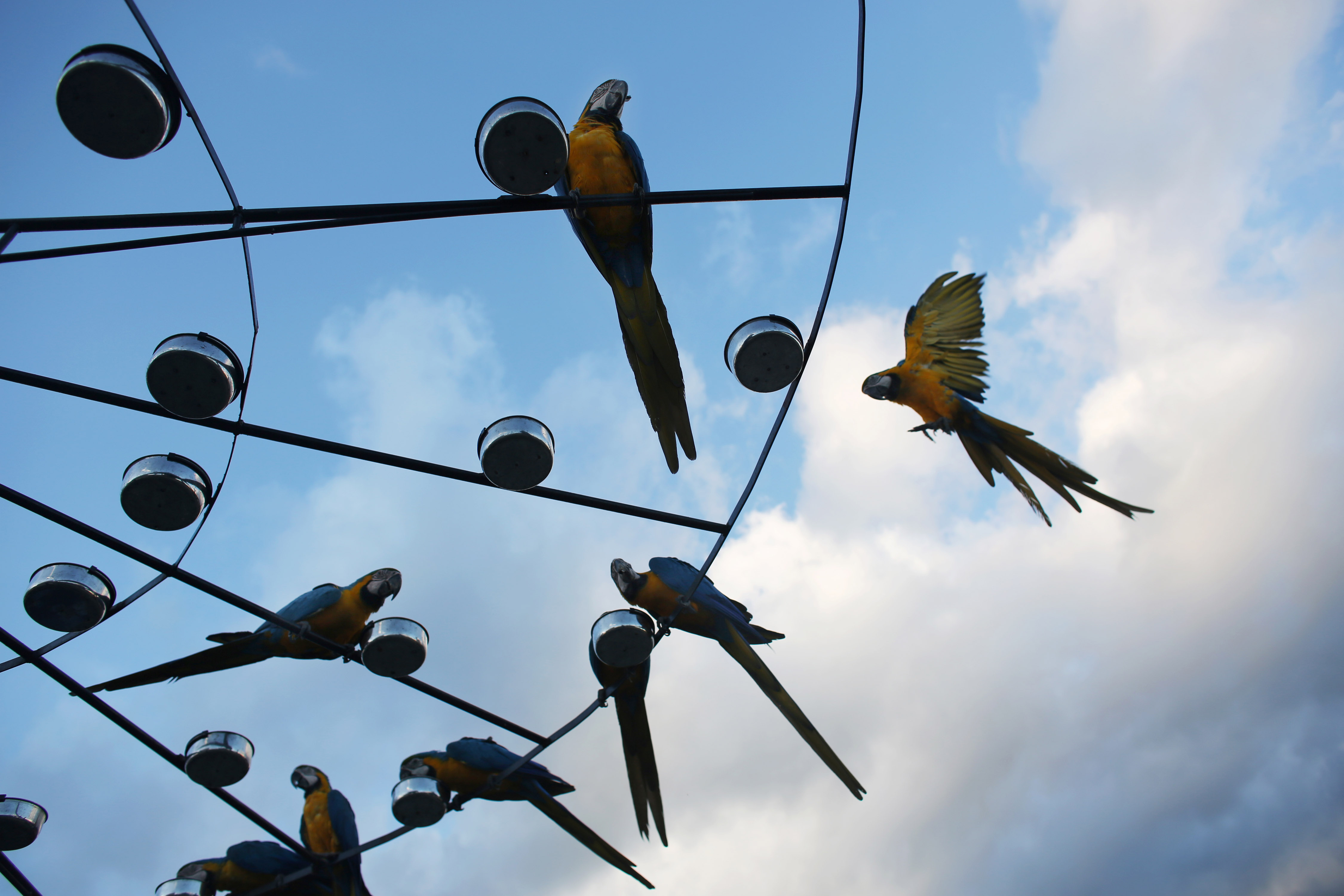 AP PHOTOS: Macaws bring harmony to Caracas' chaos