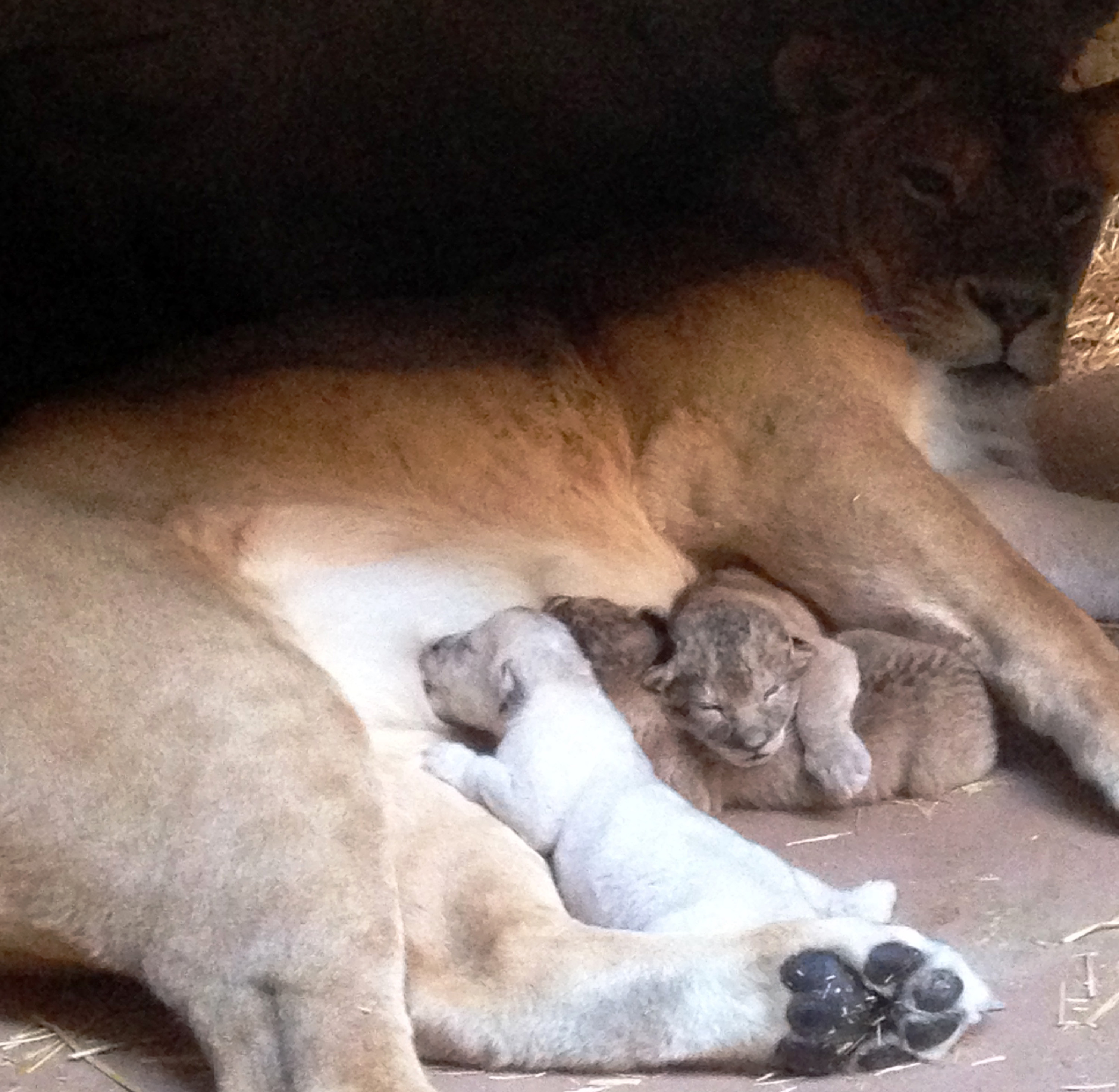 Omaha zoo announces birth of rare white lion cub