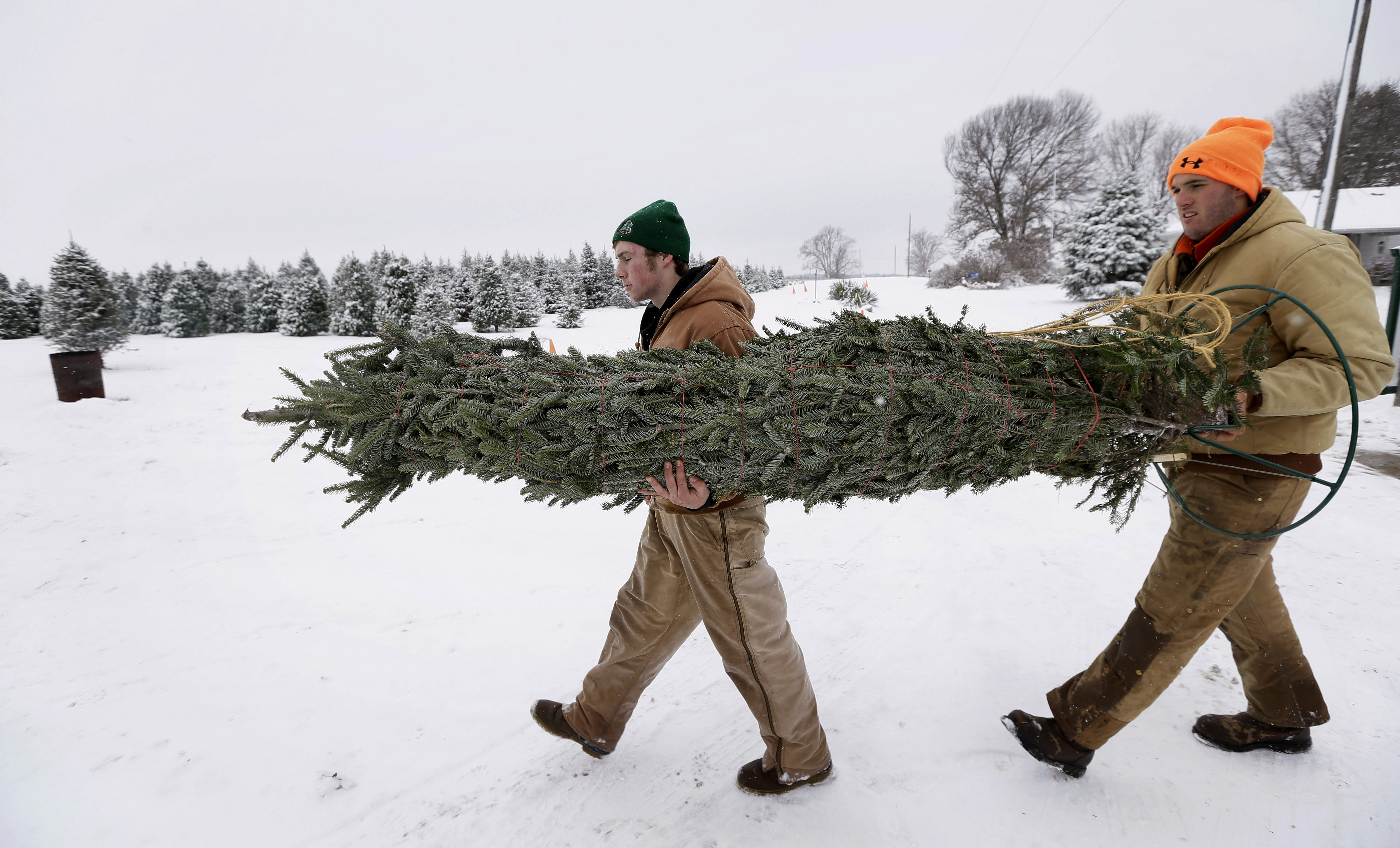 Growers grateful for higher Christmas tree prices