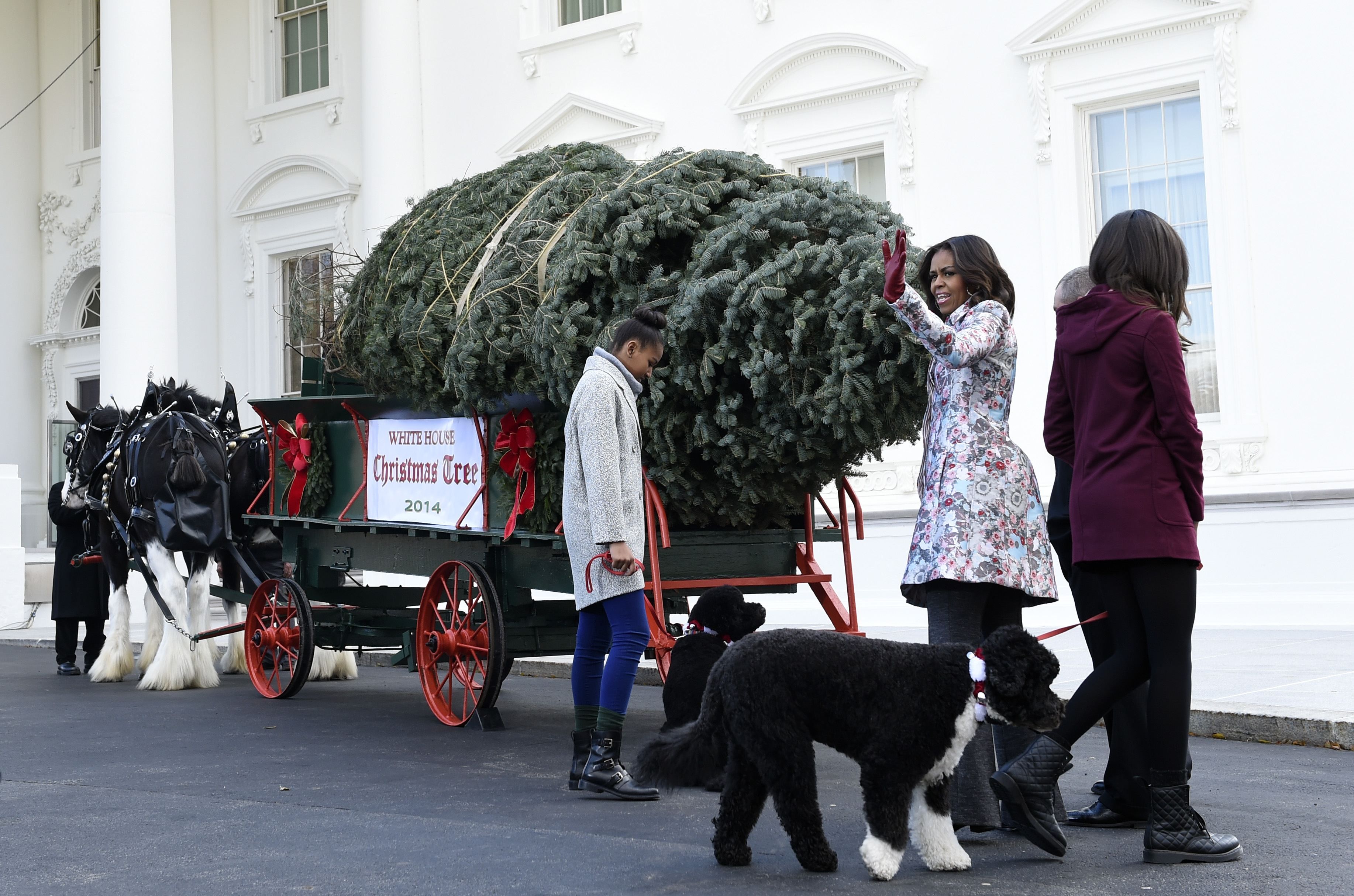 Official Christmas tree arrives at White House