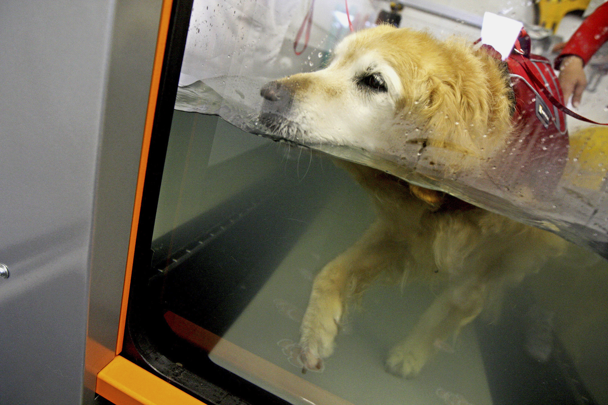 Treadmills for dogs. How to use them Treadmills for dogs. How to use them